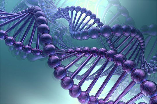 ДНК е клуч во борбата против килограмите