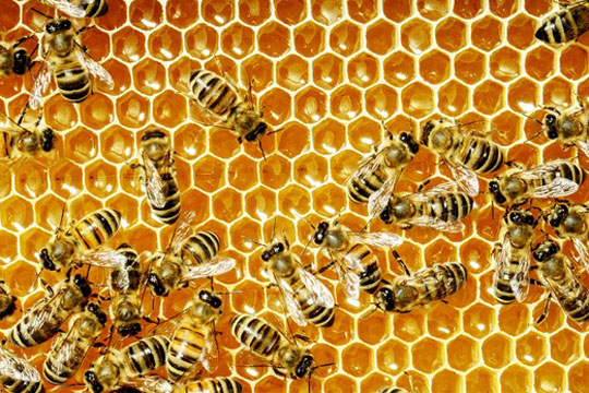 Пчелите можат да сметаат и да препознаваат лица