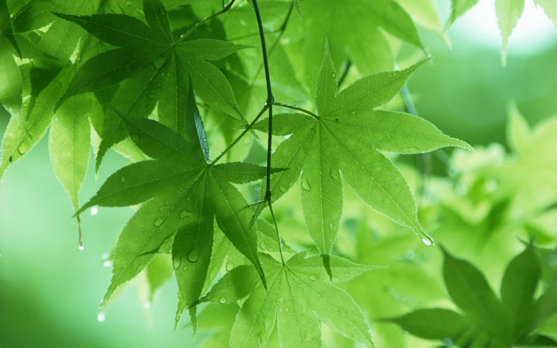 Листови од дрво по пролетен дожд