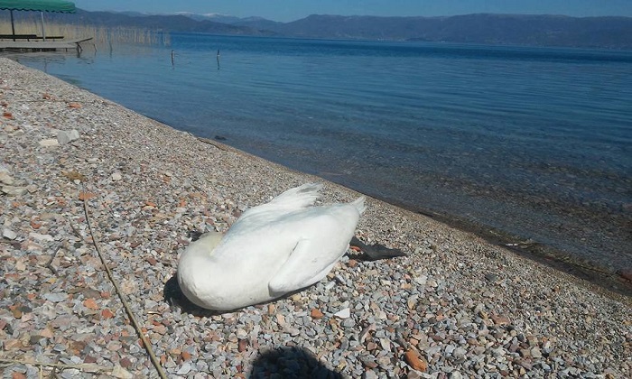 Отруени животни на брегот на Охридското Езеро